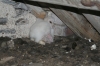 Barn Owl nestlings