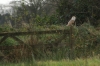 Barn Owl on post 2