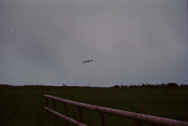 Barn Owl in flight at dusk 2 Copyright: Barn Owl Trust