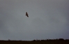 Barn Owl in flight at dusk 3 Copyright: Barn Owl Trust