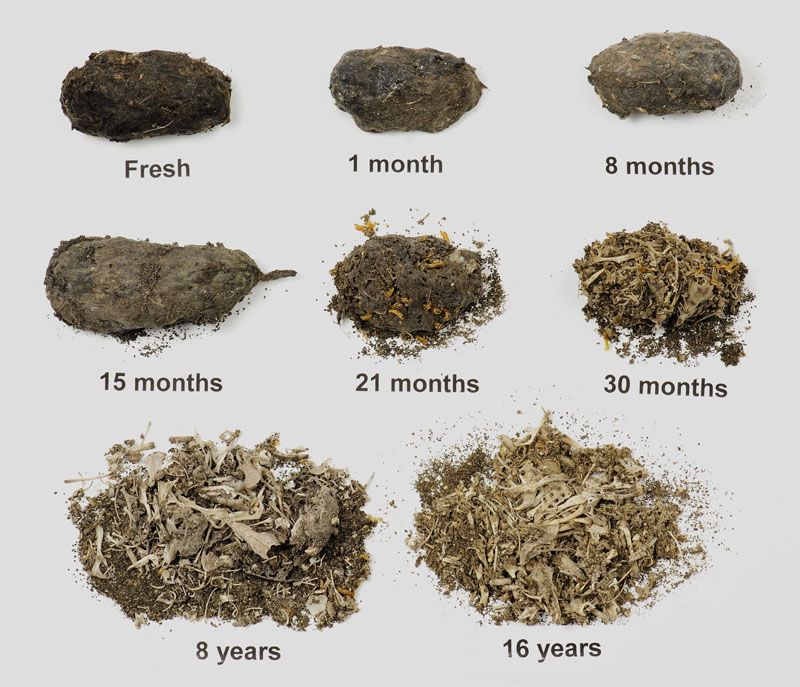 Identification Guide - Owl Pellets