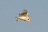 Barn Owl in flight 1