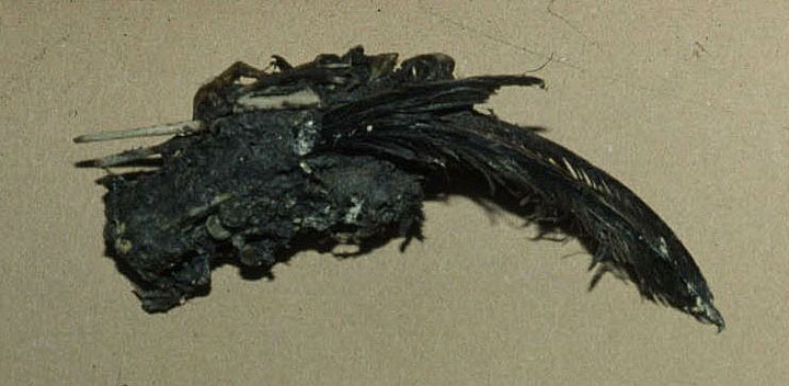 Barn Owl pellet containing wing feathers Copyright: Barn Owl Trust
