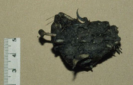 Barn Owl pellet with protruding bone Copyright: Barn Owl Trust