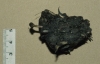 Barn Owl pellet with protruding bone Copyright: Barn Owl Trust