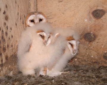 Barn Owl nestlings 1 Copyright: Kevin Keatley