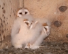 Barn Owl nestlings 1