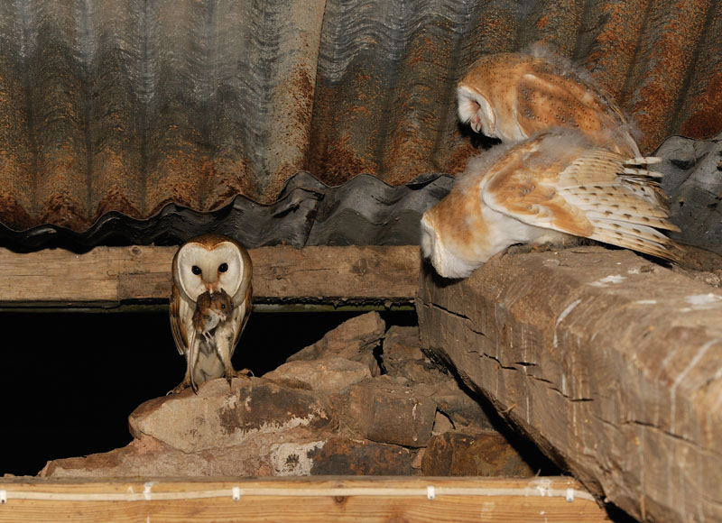 Barn Owl with food Copyright: Kevin Keatley