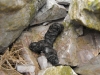 Fox faeces 1 Copyright: Barn Owl Trust