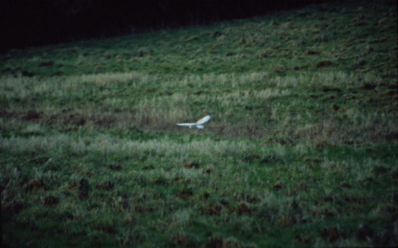 Barn Owl in flight 5 Copyright: Barn Owl Trust