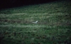 Barn Owl in flight 5