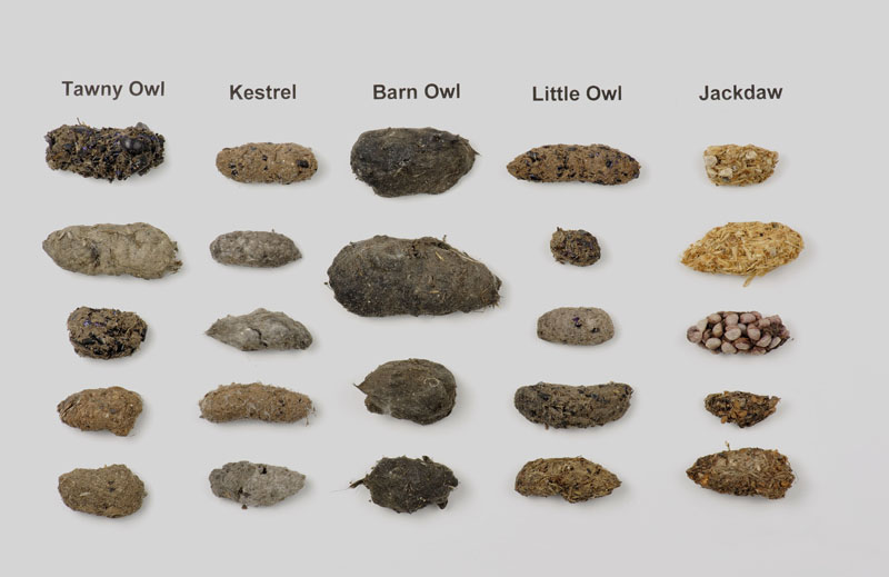 Owl Species Chart