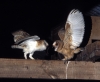 Barn Owl feeding young