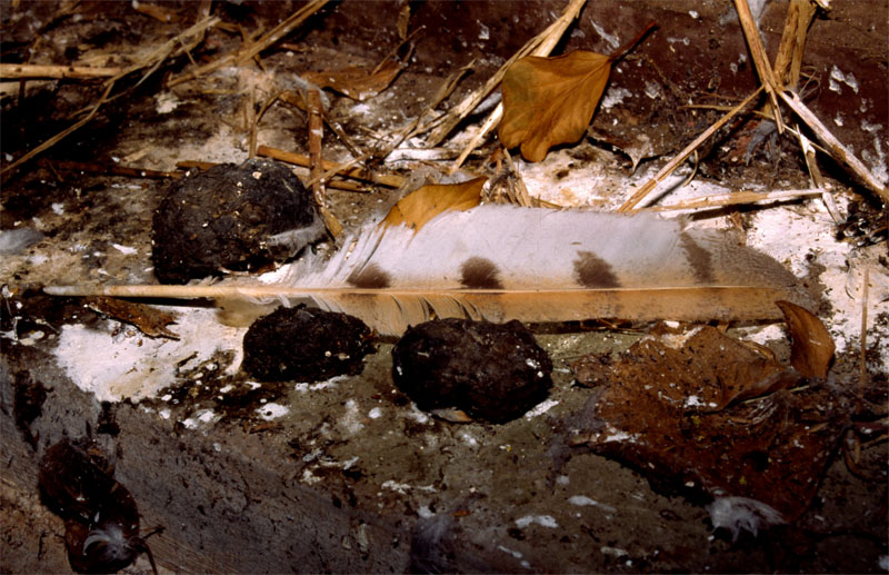 Barn Owl Pellet (Regular)