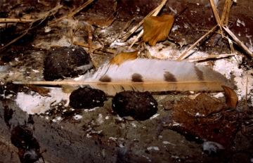 Barn Owl feather and pellets Copyright: Barn Owl Trust