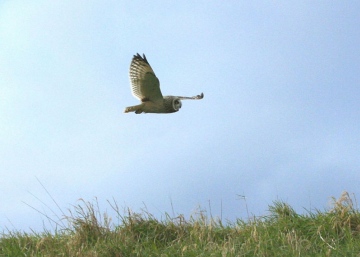 Short-eared Owl in flight Copyright: Barn Owl Trust / Nick Sampford