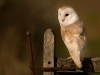Barn Owl on gate