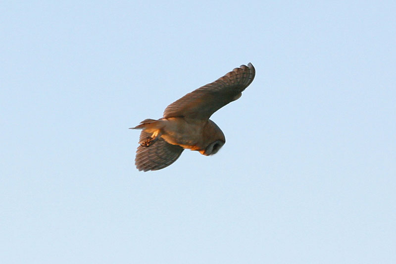 Barn Owl in flight 2 Copyright: Barn Owl Trust / Nick Sampford