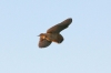 Barn Owl in flight 2 Copyright: Barn Owl Trust / Nick Sampford