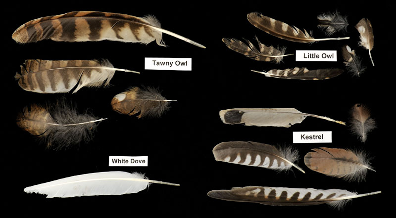 Bird feathers Copyright: Kevin Keatley