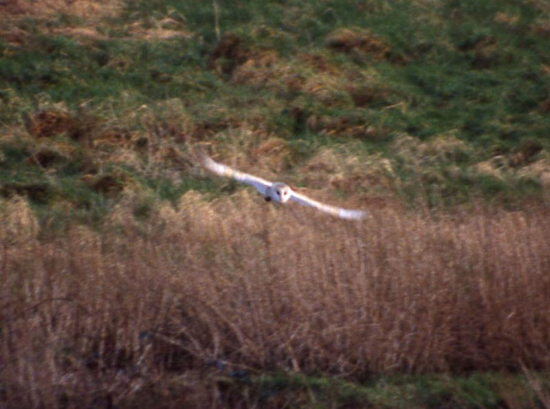 Barn Owl in flight 4 Copyright: Barn Owl Trust