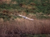 Barn Owl in flight 4 Copyright: Barn Owl Trust