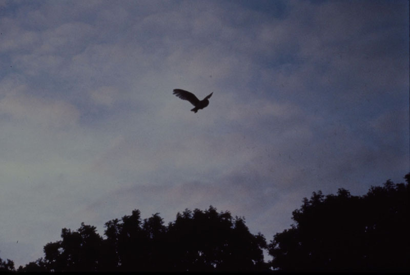 Barn Owl in flight at dusk 4 Copyright: Nick Pitts