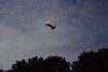 Barn Owl in flight at dusk 4 Copyright: Nick Pitts