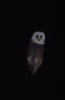 Barn Owl at night 2 Copyright: Barn Owl Trust